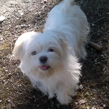 Der Bichlhof - Zell Am Апартаменты *